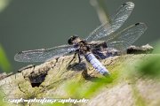 dragonfly-IMG_7285.jpg
